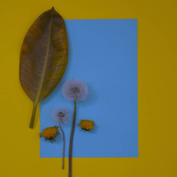 istock Green leaves on a light blue copy space, with dandelion, all on a yellow background. Minimal flat lay scene. 1342290878