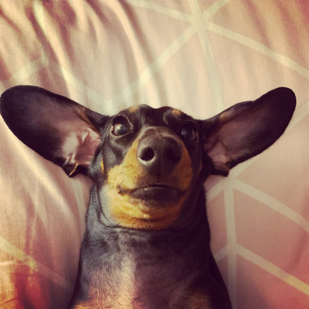 istock Miniature Dachshund with big ears 1342291220