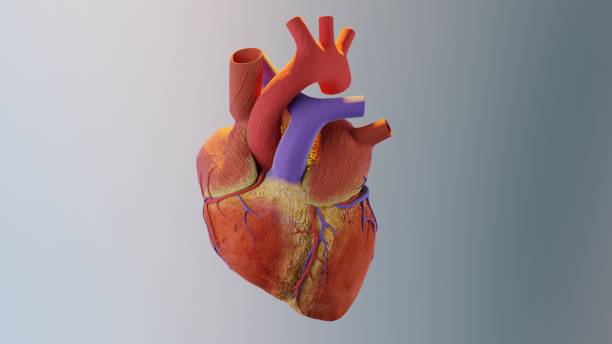 3d illustration of human heart. realistic image isolated, Correct anatomical heart with venous system, 3d render stock photo
