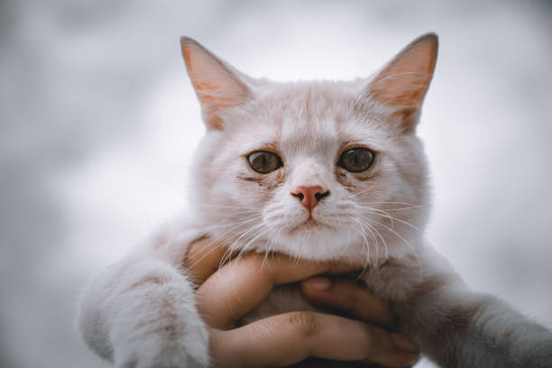 istock Cute cat holding in hands in singapore 1342292658