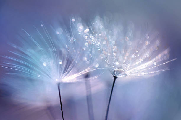 istock Drops of dew sparkle on the dandelion seeds. 1342294493