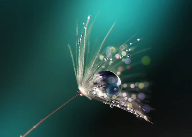 schöne glänzende tautropfen auf einen löwenzahnsamen. - dandelion water flower abstract stock-fotos und bilder