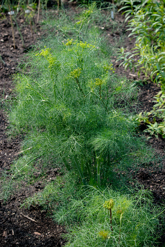Lush dill is growing in the garden
