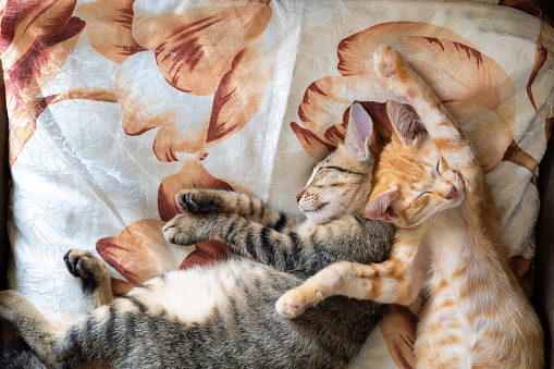 Two cute kittens sleeping comfortably on sofa