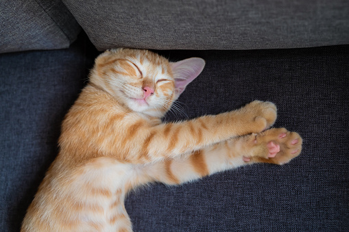 Cute little kitten napping on sofa