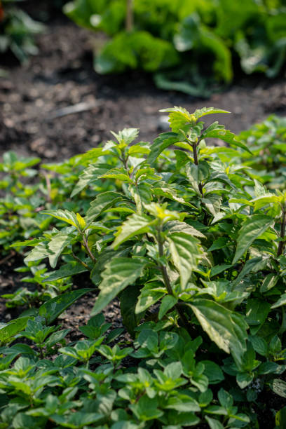 Tea plant Tea leaves are being grown in the garden orthosiphon aristatus stock pictures, royalty-free photos & images