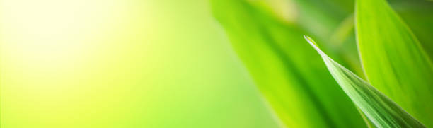 istock Green leaf in a spring meadow. Natural banner with free copy space for text 1342298153