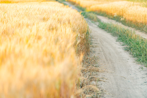 Summer field of wheat at sunset. Countryside road in foreground