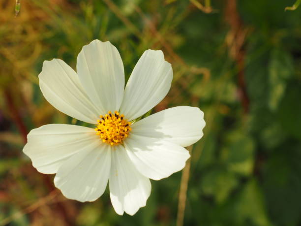 istock White cosmos flowers in the field 1342300474