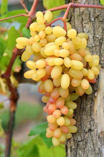 istock Ripening grape cluster on a vine in a private farm. 1342303881