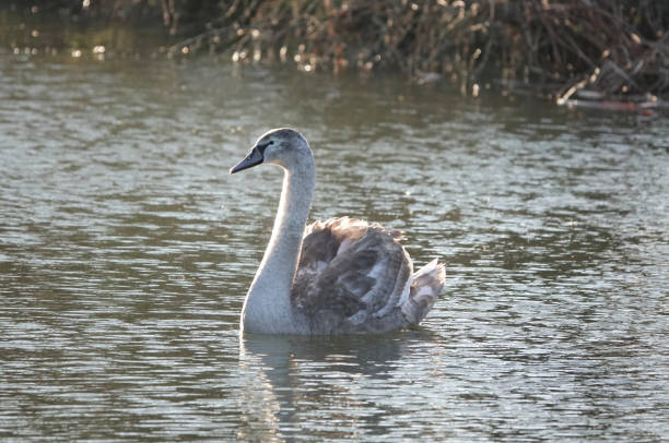 A lovely shot of a juvenile mute swan swimming in a river on a sunny day. A lovely shot of a juvenile mute swan swimming in a river in the sunshine. nigel pack stock pictures, royalty-free photos & images