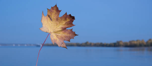 istock Autumn banner with yellow and red maple leaf. Blue sky and river blurred background. Fall nature water landscape with copy space for text. Fall season lifestyle concept. Peace and love to nature 1342304661