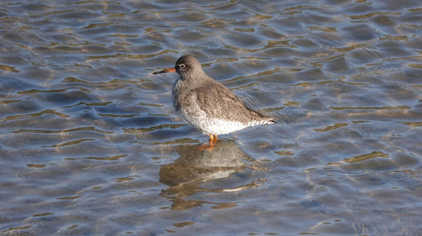 istock A common redshank wading bird standing in shallow water in a river. 1342304722