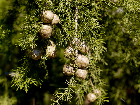 Young blossoming cones on spruce in the forest in early spring, closeup