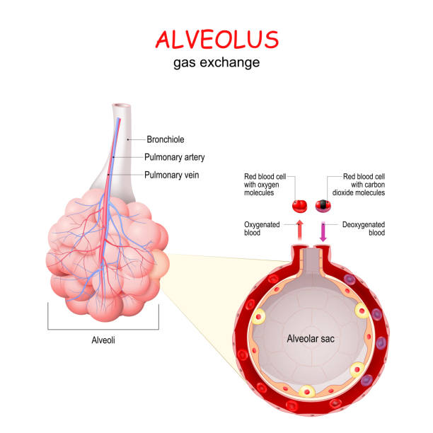 alveolus. gas exchange alveolus. gas exchange. Close-up of alveolar sac with blood vessel and red blood cells. vector alveolus stock illustrations
