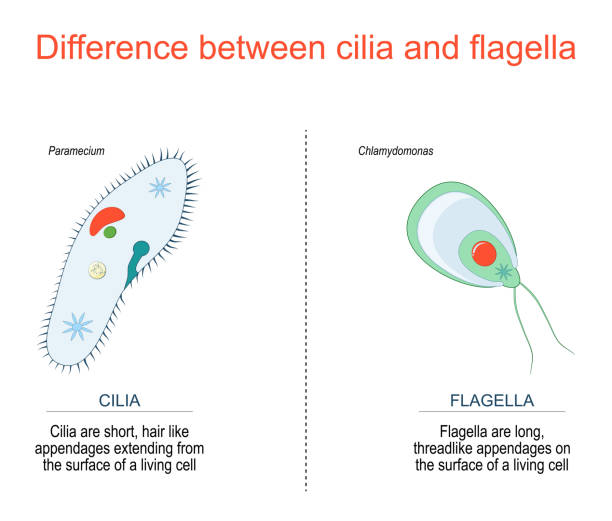 cilia and flagella for example Paramecium and Chlamydomonas. Difference between cilia and flagella for example Paramecium and Chlamydomonas. chlamydomonas stock illustrations