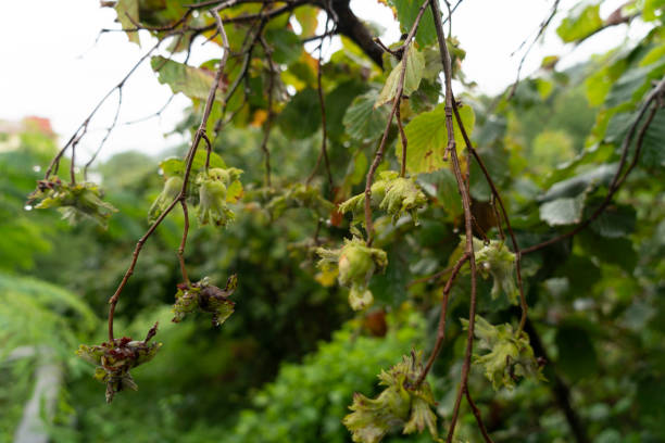 istock Hazelnut on the branch, Black sea region 1342312627