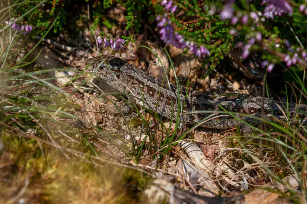 Photo of The sand lizard a voracious reptile