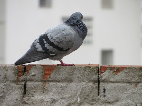 A common pidgeon perched on a cemented wall. Shot in the surroundings of Aclimacao park, Sao Paulo, Brazil.