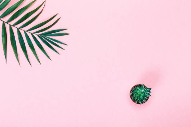 istock Succulent plant decorated palm leaves 1342314437