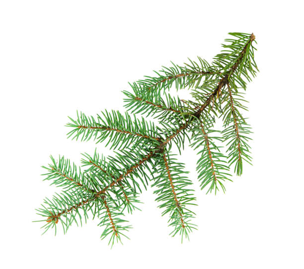 istock Blue spruce branch isolated on white background. 1342315681