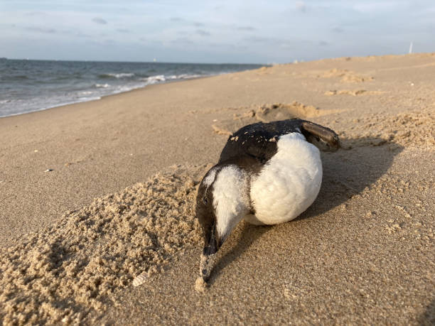 istock A dead common guillemot seabird washed ashore on a sandy beach 1342321231