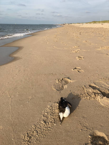 istock A dead common guillemot seabird washed ashore on a sandy beach 1342321239