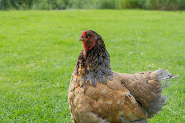 istock A female chicken on the grass 1342323354