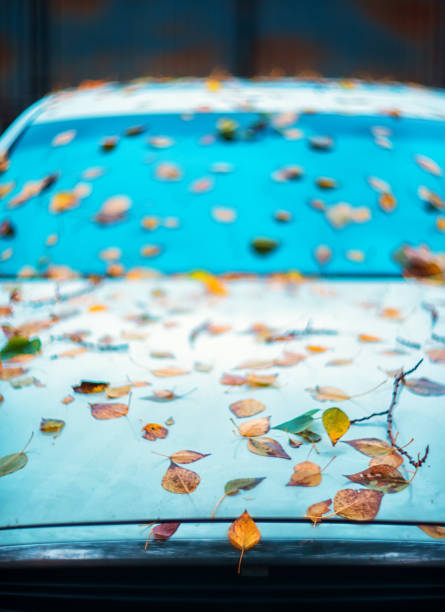 istock Multicolored autumn leaves by car. Selective focus. Autumn mood 1342324496