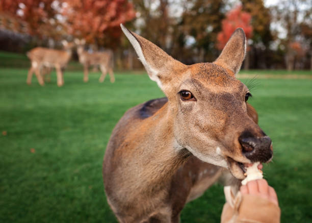 Girl stroking and feeding young deer in the park, family autumn weekend Cute girl stroking and feeding young dappled deer during autumn weekend in the park, family leisure, fall outdoor love roe deer stock pictures, royalty-free photos & images