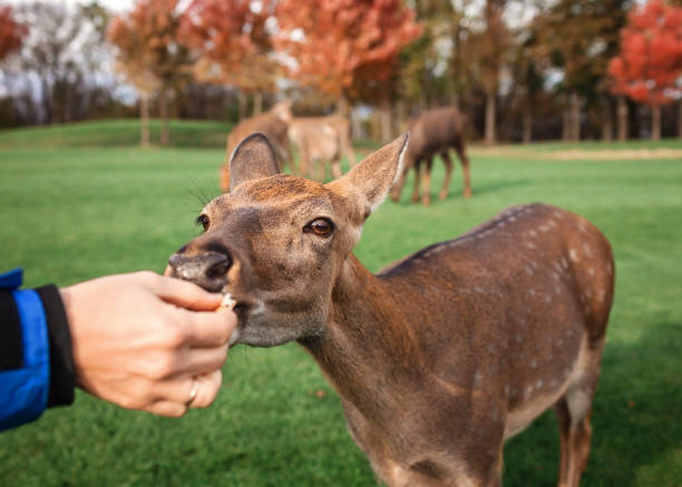 Man stroking and feeding young deer in the park, family autumn weekend Man stroking and feeding young dappled deer during autumn weekend in the park, family leisure, fall outdoor love roe deer stock pictures, royalty-free photos & images