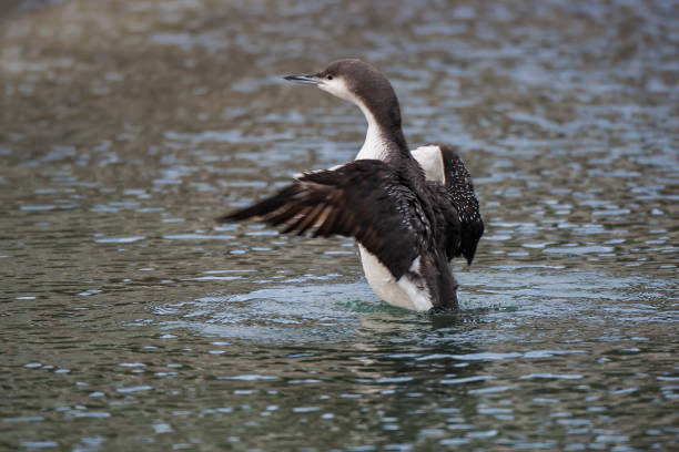 Black-throated Loon Black-throated Loon (Gavia arctica) flapping in the sea arctic loon stock pictures, royalty-free photos & images