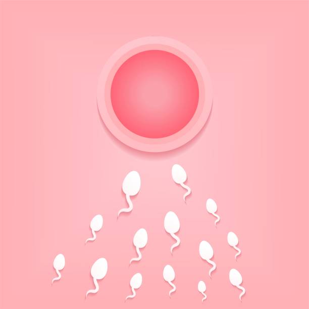 人間の受精。精子と卵。 - human sperm eggs human egg sex点のイラスト素材／クリップアート素材／マンガ素材／アイコン素材