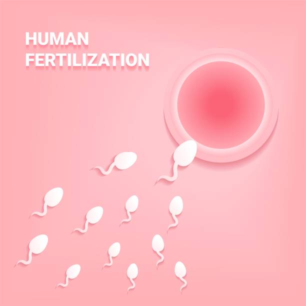 精子は泳ぐ、卵に実行します。人間の受精。 - human sperm eggs human egg sex点のイラスト素材／クリップアート素材／マンガ素材／アイコン素材