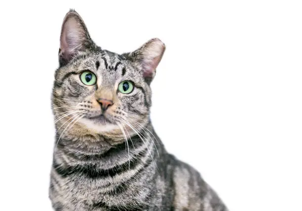 A tabby shorthair cat with its ear tipped, indicating that it has been spayed or neutered and vaccinated as part of a TNR program