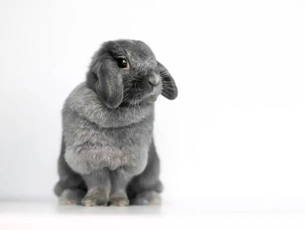 Photo of A cute gray Lop rabbit sitting