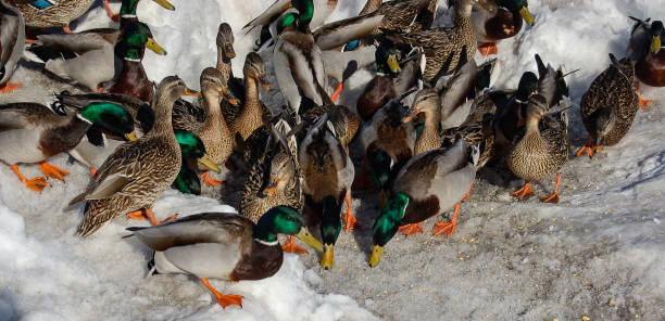 istock Gathering of ducks on the snow in Beloeil, Quebec 1342328455