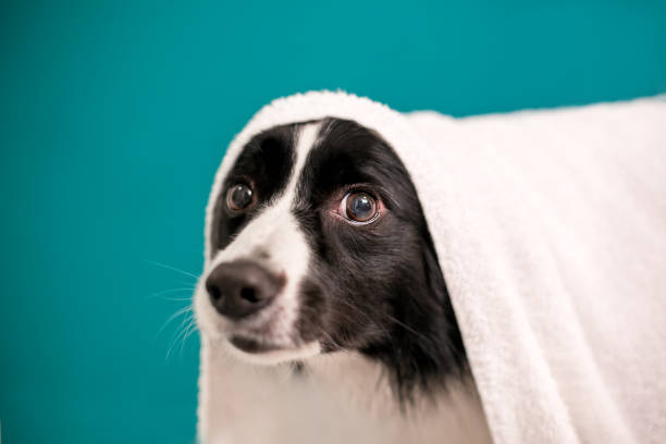 istock A Border Collie dog covered with a towel after a bath 1342328462