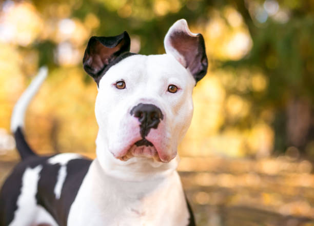 A Pit Bull Terrier mixed breed dog with large ears stock photo