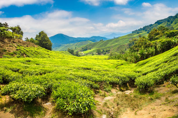istock Cameron Highlands. Beautiful Tea plantations 1342328520