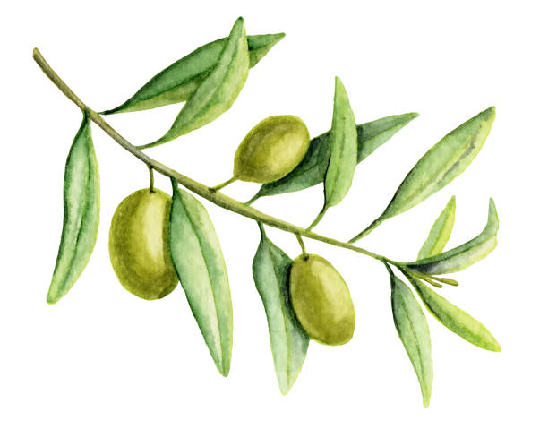 ilustrações, clipart, desenhos animados e ícones de ramo de oliveira de aquarela - olive tree oil industry cooking oil