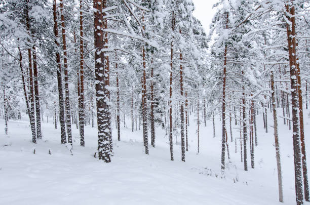 istock Snow covered pine tree trunks in pine forest as background. winter forest. 1342328688