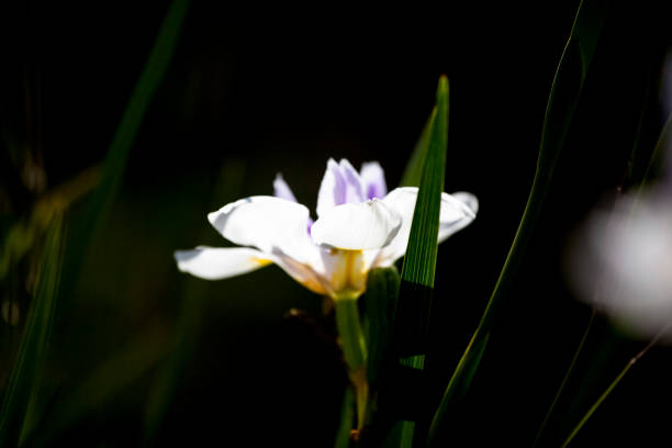 istock White flower on dark  background with copy space 1342330023