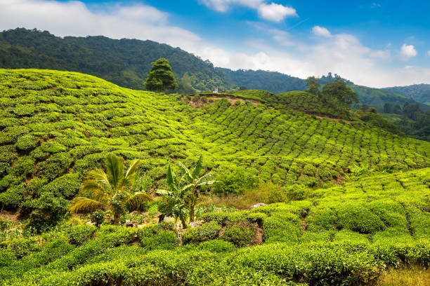 istock Beautiful Tea plantations 1342330069