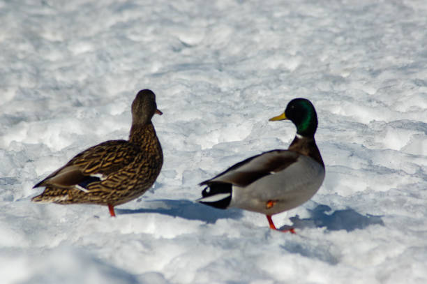 istock Gathering of ducks on the snow in Beloeil, Quebec 1342330202