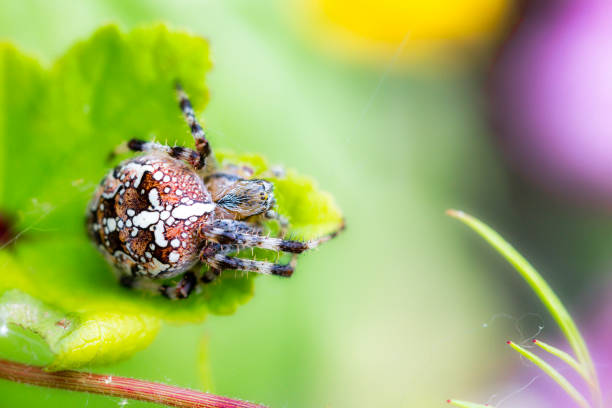 istock European garden spider 1342330213