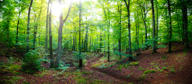 Summer landscape scenery in a beech forest , gossamer light and romantic emotional light