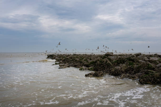 istock Seagulls at a breakwater in the North Sea 1342330310