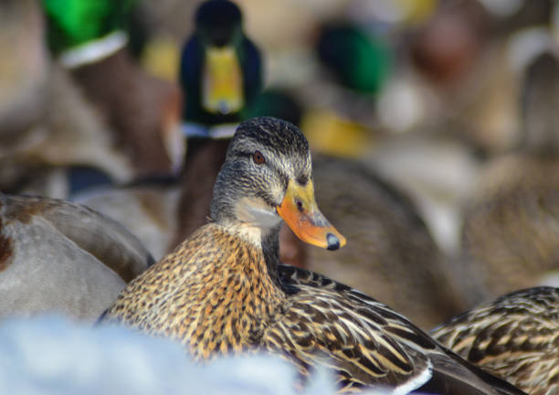 istock Gathering of ducks on the snow in Beloeil, Quebec 1342330341
