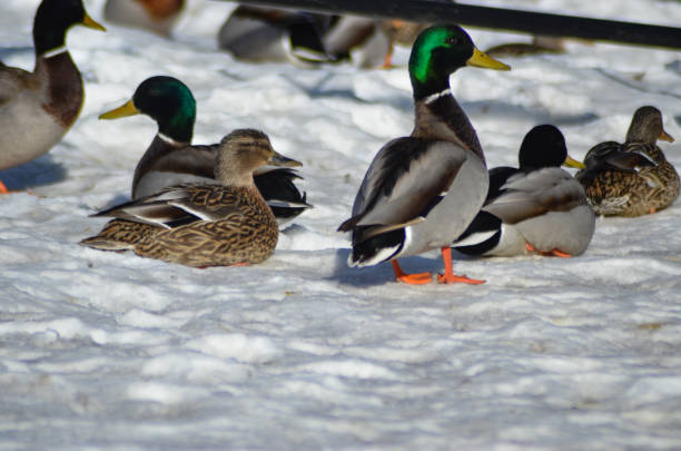 March 9, 2019 in Beloeil, Quebec. A group of ducks was on the snow near the Richelieu river.
